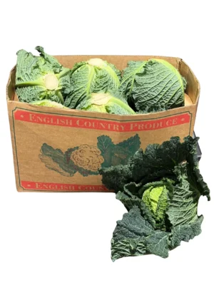 SAVOY CABBAGE