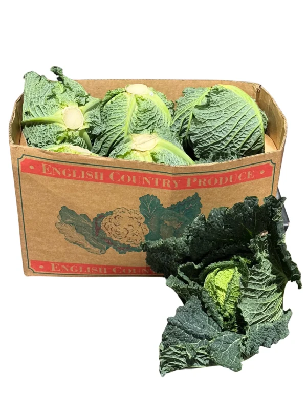 SAVOY CABBAGE