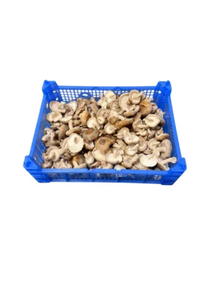 SHIITAKE MUSHROOM