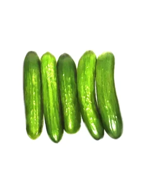 BABY CUCUMBER  5 PCS
