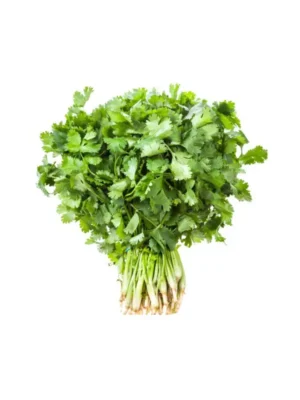 CORIANDER, BUNCHES