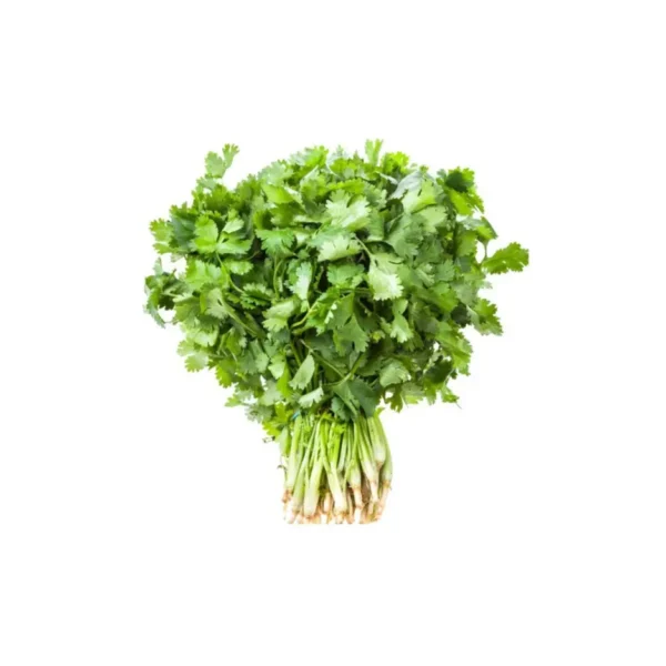 CORIANDER, BUNCHES