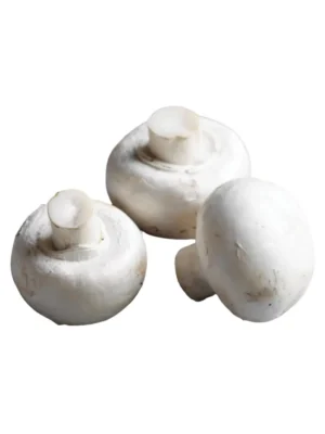 CUP MUSHROOM