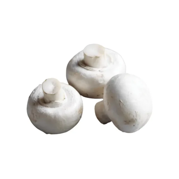 CUP MUSHROOM
