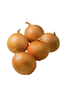 DUTCH ONION