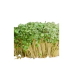 GROWING MUSTARD CRESS PUNNET