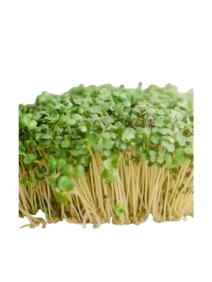 GROWING MUSTARD CRESS PUNNET