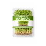 GROWING PEA SHOOTS, PUNNET