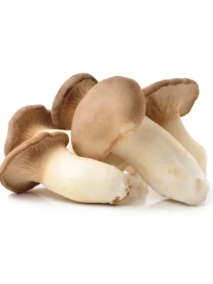OYSTER KING MUSHROOM