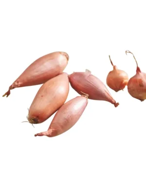 SHALLOTS ONION