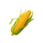 SWEETCORN, SINGLE PCS