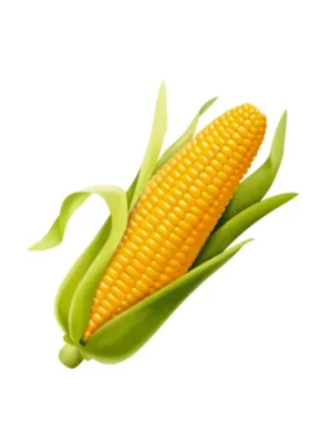 SWEETCORN, SINGLE PCS